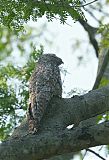 Great Potoo